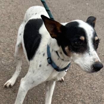 Pointer Dogs Available for Adoption - Minnie | PetCurious