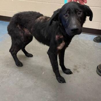 Mixed Breed Dogs Available for Adoption - Norris | PetCurious