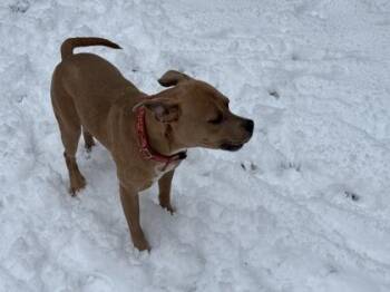 Skylar -  Pit Bull Terrier and Mixed Breed Dog for Adoption in Atlanta, Georgia - Skylar | PetCurious