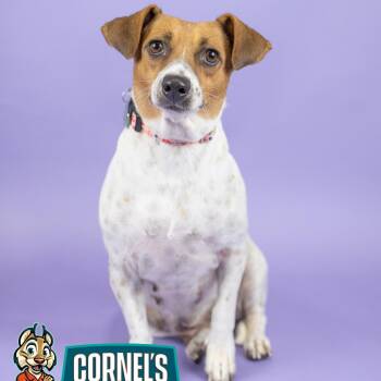 Phoebe -  Jack Russell Terrier and Mixed Breed Dog for Adoption in Portland, Oregon - Phoebe | PetCurious