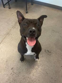 Rescue Mixed Breed Dogs for Adoption in Mishawaka, Indiana - Tech | PetCurious