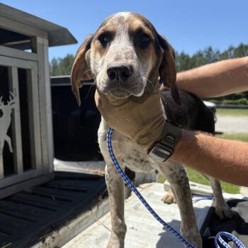 Dino -  Bluetick Coonhound Dog Available for Adoption in Elberon, Virginia - Dino | PetCurious