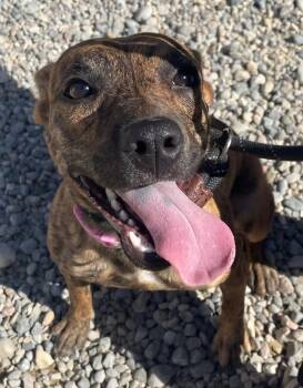Soundwave -  Terrier Dog for Adoption in Sterling Heights, Michigan - Soundwave | PetCurious
