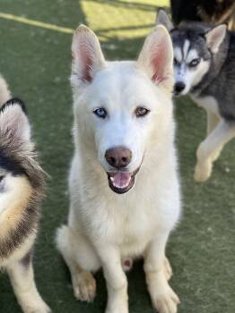 Rescue Husky and Siberian Husky Dogs for Adoption in Newport Beach, California - Viking | PetCurious