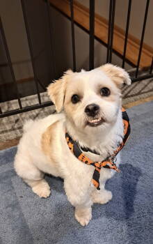 Rescue Havanese Dogs for Adoption in Lincoln, Nebraska - Cooper | PetCurious
