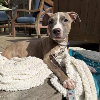 Pit Bull Terrier Dogs Available for Adoption in Patchogue, New York - Skye | PetCurious