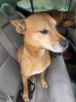 Anya -  Shepherd and Mixed Breed Dog for Adoption in El Paso, Texas - Anya | PetCurious