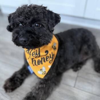 Dodger -  Miniature Poodle Dog for Adoption in Normal, Illinois - Dodger | PetCurious