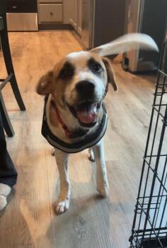 Uno -  Mixed Breed Dog for Adoption in Wendell, North Carolina - Uno | PetCurious