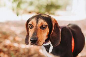 93232a Jilly -  Hound and Mixed Breed Dog for Adoption in North Charleston, South Carolina - 93232a Jilly | PetCurious