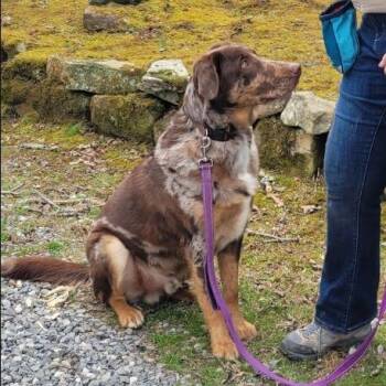 Dudley -  Mixed Breed Dog for Adoption in Buffalo, Minnesota - Dudley | PetCurious