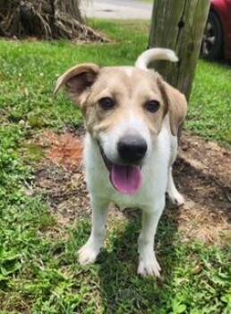 Rescue Australian Shepherd and Labrador Retriever Dogs for Adoption in Manhasset, New York - Dax | PetCurious