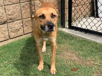 Rescue German Shepherd Dog and Mixed Breed Dogs for Adoption in Tulsa, Oklahoma - BOUGEE | PetCurious