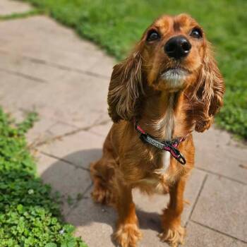 Faye -  Cocker Spaniel and Mixed Breed Dog for Adoption in Alma, Wisconsin - Faye | PetCurious
