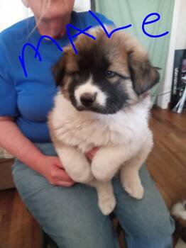 Chow Chow Dogs Available for Adoption - FOSTER ME - Kenickie | PetCurious