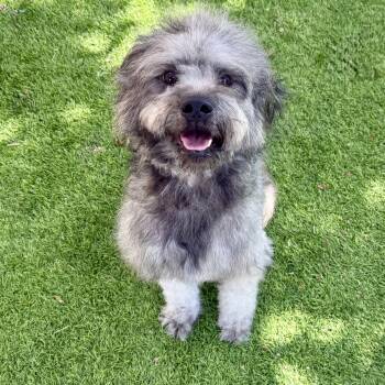 Jules -  Terrier Dog for Adoption in Oakland, California - Jules | PetCurious