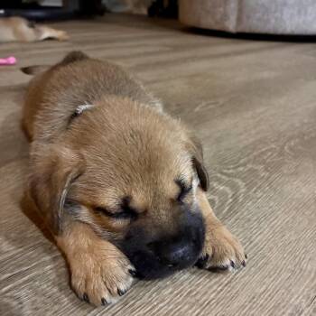 Benji -  Shepherd and Shiba Inu Dog for Adoption in Phoenix, Arizona - Benji | PetCurious