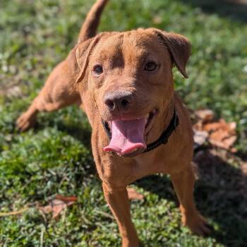 Rescue Jack Russell Terrier Dogs for Adoption in Benton Harbor, Michigan - Jose | PetCurious