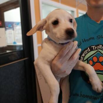 Rescue Retriever Dogs for Adoption in Fairfax Station, Virginia - Little Athena | PetCurious