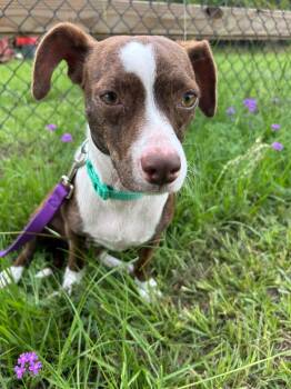 Vera -  Chihuahua Dog for Adoption in Tarrytown, Georgia - Vera | PetCurious