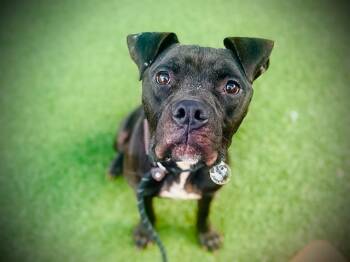 Bullmastiff and Boxer Dogs Available for Adoption - CRASH | PetCurious