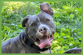 Pit Bull Terrier Dogs Available for Adoption in Amherst, Massachusetts - Blue | PetCurious