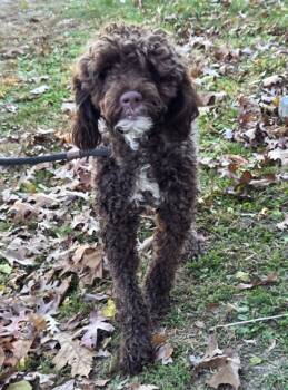 Rescue Portuguese Water Dog Dogs for Adoption in Malvern, Pennsylvania - Nadia | PetCurious