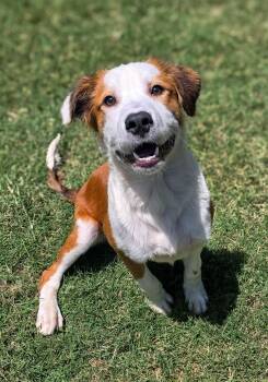 Waldo -  Australian Shepherd Dog for Adoption in Gainesville, Texas - Waldo | PetCurious