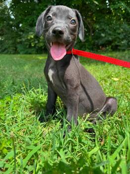 Jessie -  Mixed Breed Dog for Adoption in Huntsville, Alabama - Jessie | PetCurious