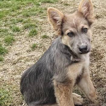 Isla -  Mixed Breed Dog for Adoption in Cashmere, Washington - Isla | PetCurious