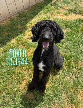 Mixed Breed Dogs Available for Adoption in Clarksville, Tennessee - Rover | PetCurious