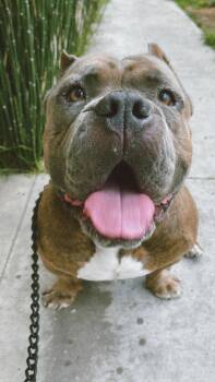 Rescue American Bully Dogs for Adoption in Whittier, California - Bubz | PetCurious