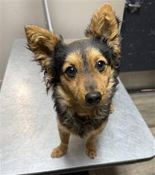 Chihuahua and Mixed Breed Dogs Available for Adoption in Redlands, California - MURPHY | PetCurious
