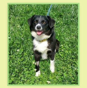 Border Collie and Shetland Sheepdog Sheltie Dogs Available for Adoption in Franklin, Indiana - Martin | PetCurious