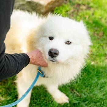 Samoyed Dogs Available for Adoption in Chester Springs, Pennsylvania - Sammy | PetCurious