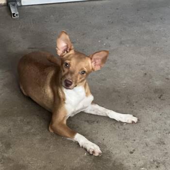 Apple -  Terrier Dog for Adoption in Edinburg, Texas - Apple | PetCurious