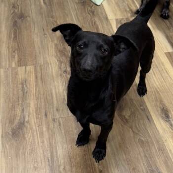 Rescue Dachshund Dogs for Adoption in Rockville, Maryland - George | PetCurious