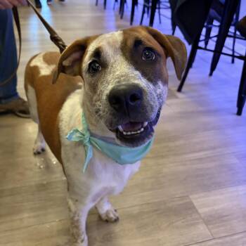 Rapp -  Pit Bull Terrier Dog for Adoption in Pembroke, Massachusetts - Rapp | PetCurious