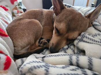 Chihuahua Dogs Available for Adoption in Minneapolis, Minnesota - Slim | PetCurious