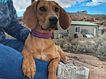 Hound Dogs Available for Adoption - Naomi | PetCurious