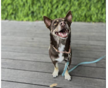 Rescue Husky and Chihuahua Dogs for Adoption in Pflugerville, Texas - Stubbs | PetCurious