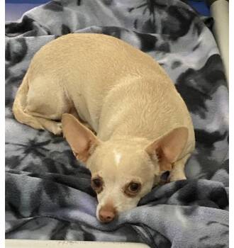 Chihuahua Dogs Available for Adoption in Tifton, Georgia - Tulip | PetCurious