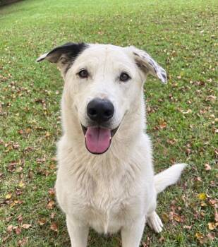 Daisy -  Great Pyrenees and Border Collie Dog for Adoption in Pelzer, South Carolina - Daisy | PetCurious
