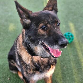 Starfire -  German Shepherd Dog and Mixed Breed Dog for Adoption in Pasadena, California - Starfire | PetCurious