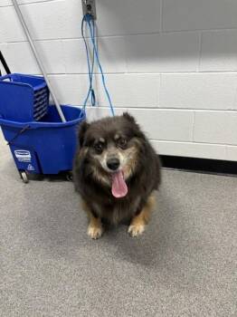 COOPER -  Australian Shepherd Dog for Adoption in Kalamazoo, Michigan - COOPER | PetCurious