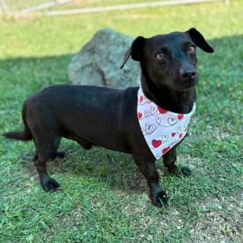 Dachshund and Chihuahua Dogs Available for Adoption - Titan  | PetCurious