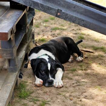 Zoomy -  Mixed Breed Dog for Adoption in Bonifay, Florida - Zoomy | PetCurious