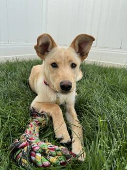 Sandie -  German Shepherd Dog Dog for Adoption in Salt Lake City, Utah - Sandie | PetCurious