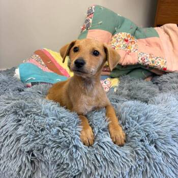Leeroy -  Mixed Breed Dog for Adoption - Leeroy | PetCurious