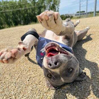Diamond -  Pit Bull Terrier Dog Available for Adoption in Ottawa, Kansas - Diamond | PetCurious